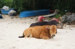 Cows chilling on the beach.