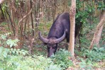 Lantau's famous for its buffaloes. We found one.
