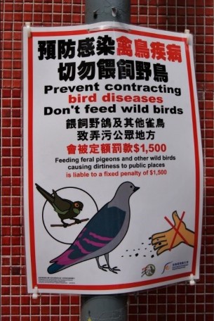 Stay away from bird flu.
